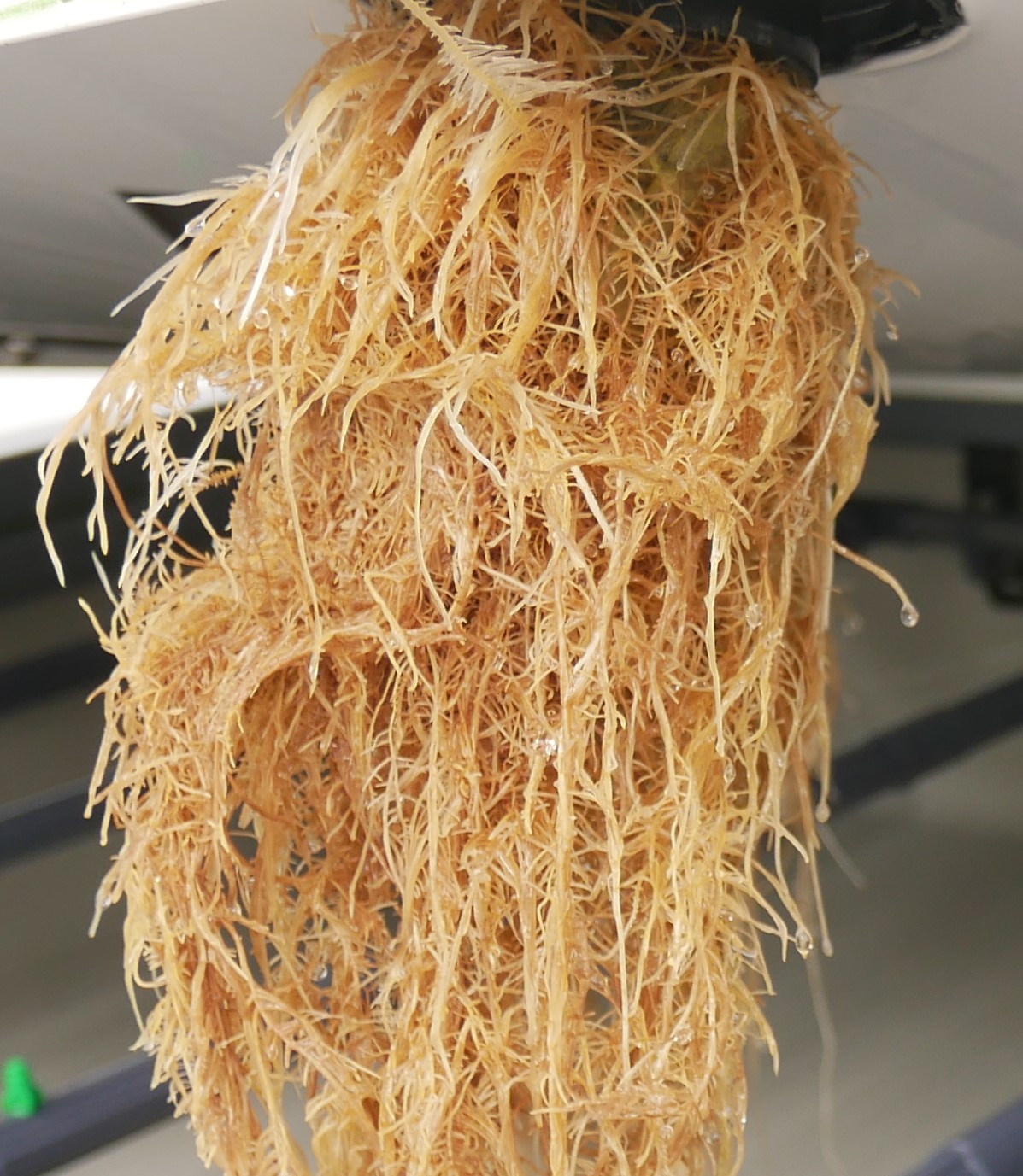 Letters From The AEssenseGrows Plant Science Team - HOCl Explained